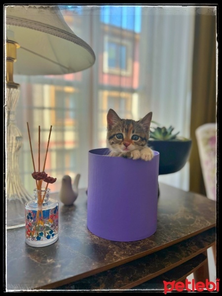 Tekir Kedi, Kedi  Miniş fotoğrafı