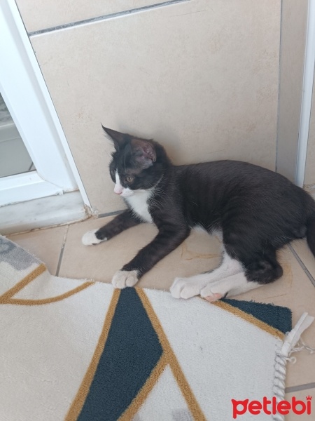 Tekir Kedi, Kedi  Tarçın fotoğrafı