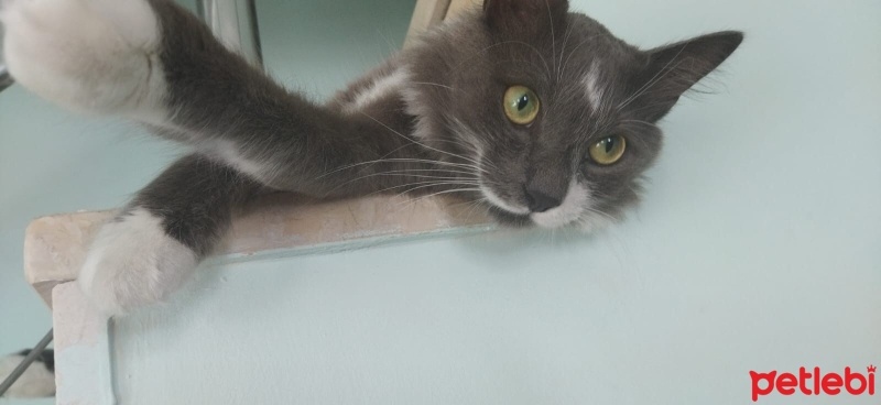 Tekir Kedi, Kedi  Casus fotoğrafı