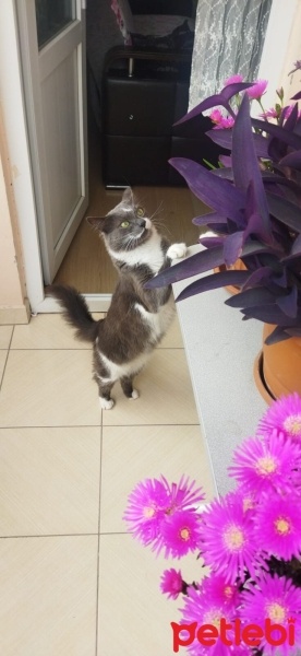Tekir Kedi, Kedi  Casus fotoğrafı
