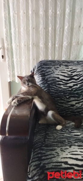 Tekir Kedi, Kedi  Casus fotoğrafı