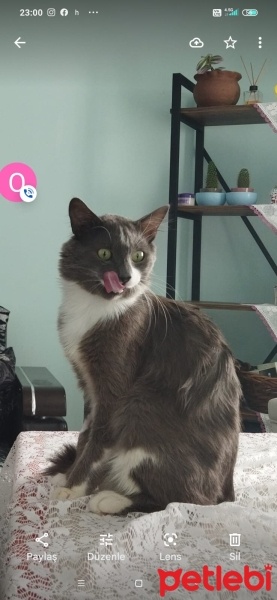 Tekir Kedi, Kedi  Casus fotoğrafı