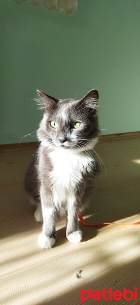 Tekir Kedi, Kedi  Casus fotoğrafı