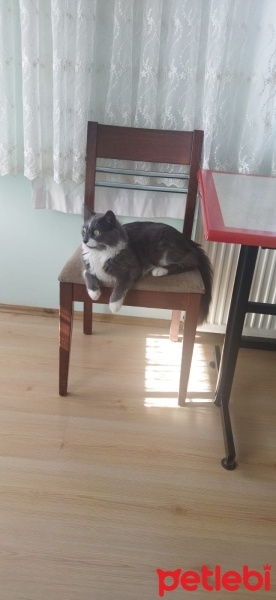 Tekir Kedi, Kedi  Casus fotoğrafı