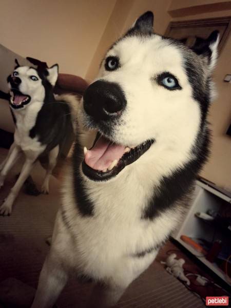 Sibirya Kurdu (Husky), Köpek  Efe fotoğrafı