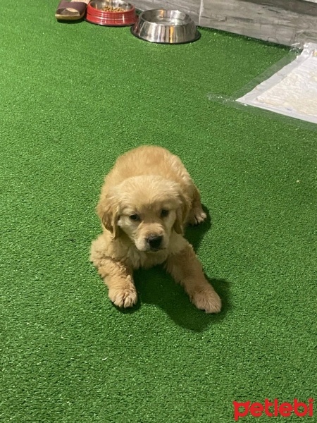 Golden Retriever, Köpek  Daisy fotoğrafı