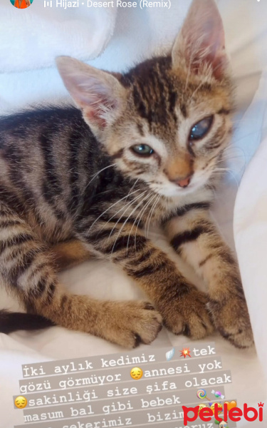 Tekir Kedi, Kedi  Şanslı Cesur fotoğrafı