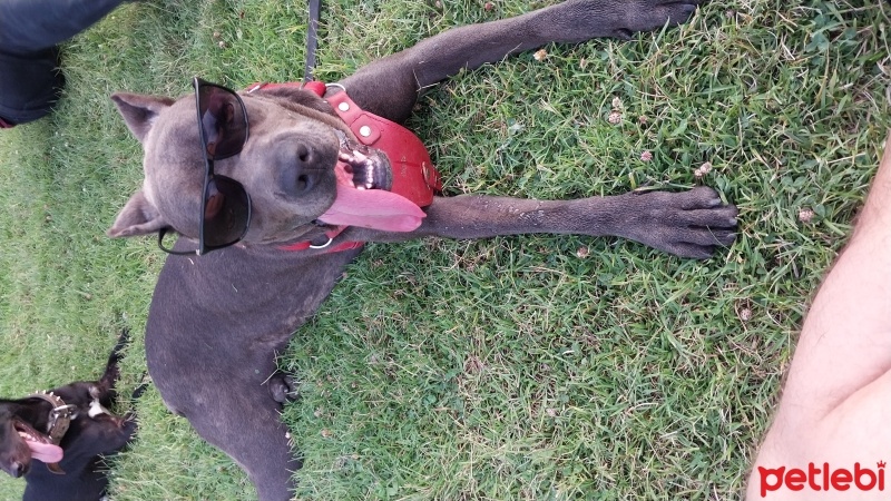 Cane Corso Italiano, Köpek  Linda fotoğrafı