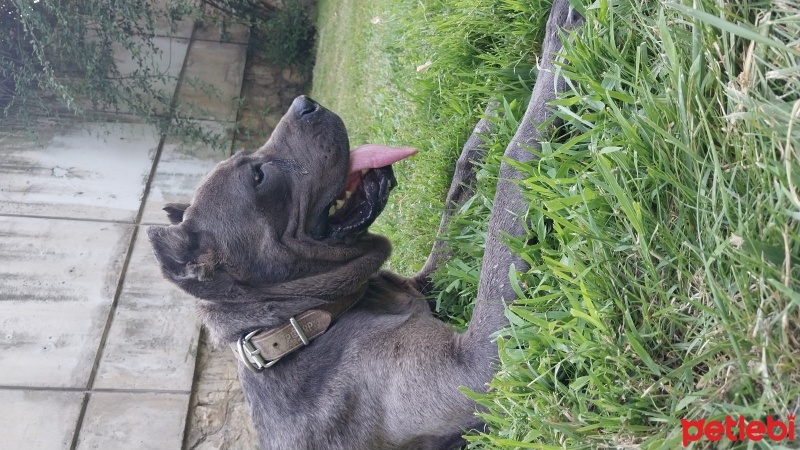Cane Corso Italiano, Köpek  Linda fotoğrafı