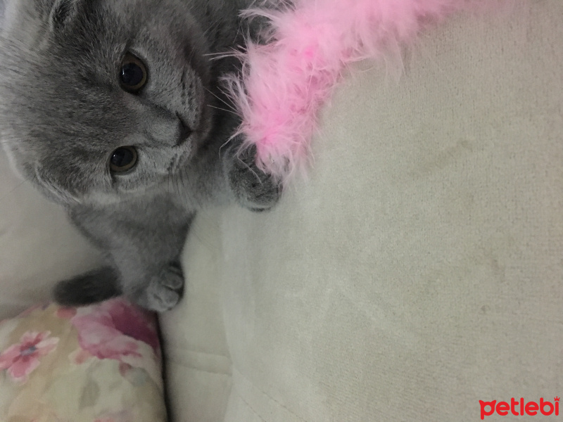 Scottish Fold, Kedi  Lokum fotoğrafı