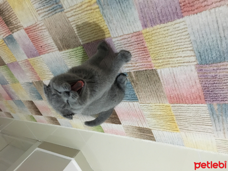 Scottish Fold, Kedi  Lokum fotoğrafı