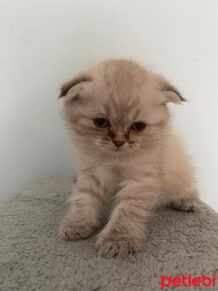 Scottish Fold, Kedi  Scottish fotoğrafı