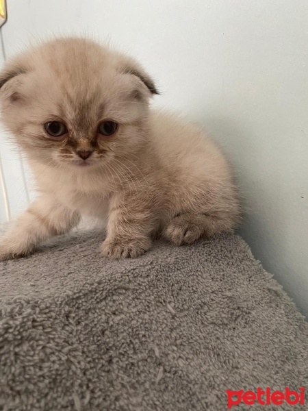 Scottish Fold, Kedi  Scottish fotoğrafı