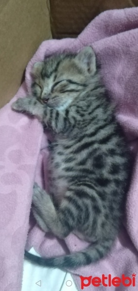 Tekir Kedi, Kedi  Pamuk fotoğrafı