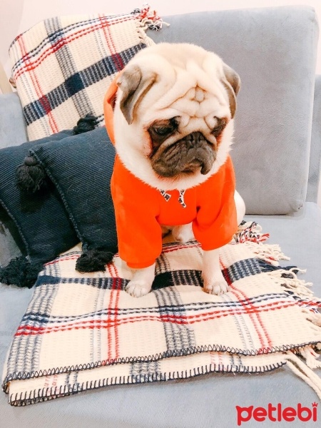 Pug, Köpek  Pablo fotoğrafı