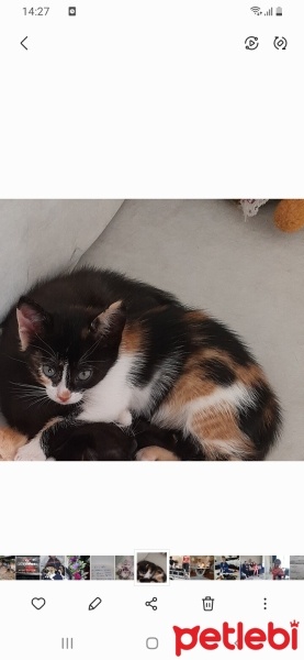 Tekir Kedi, Kedi  Boncuk fotoğrafı