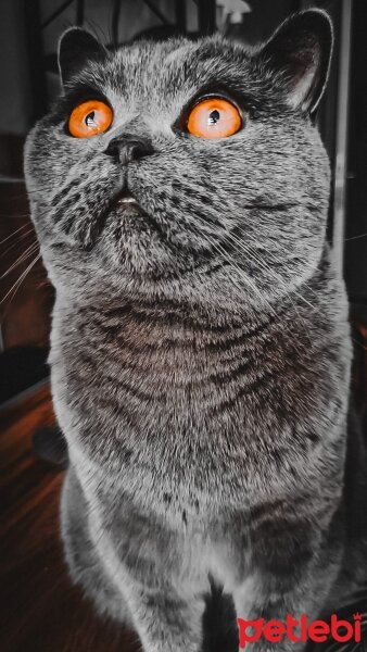 British Shorthair, Kedi  HERA fotoğrafı