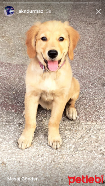 Golden Retriever, Köpek  Poppy fotoğrafı