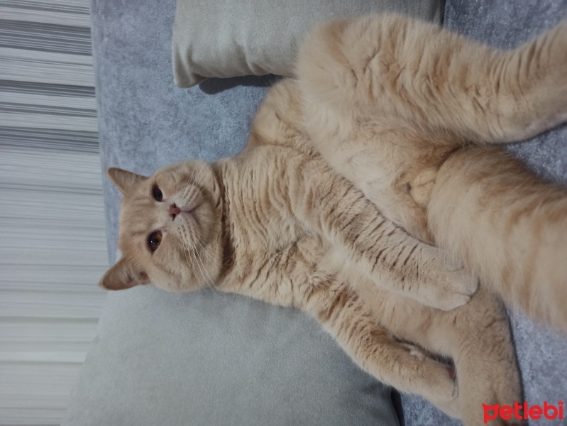 British Shorthair, Kedi  Çakıl fotoğrafı