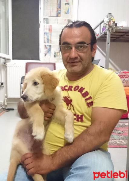 Golden Retriever, Köpek  Pasha fotoğrafı