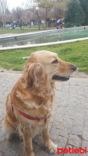 Golden Retriever, Köpek  Koko fotoğrafı