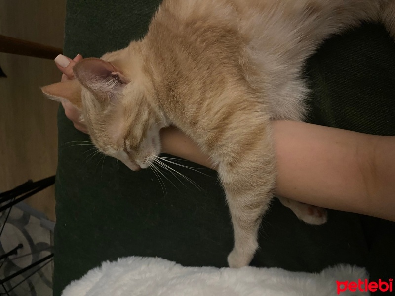 Sarman, Kedi  Luna fotoğrafı