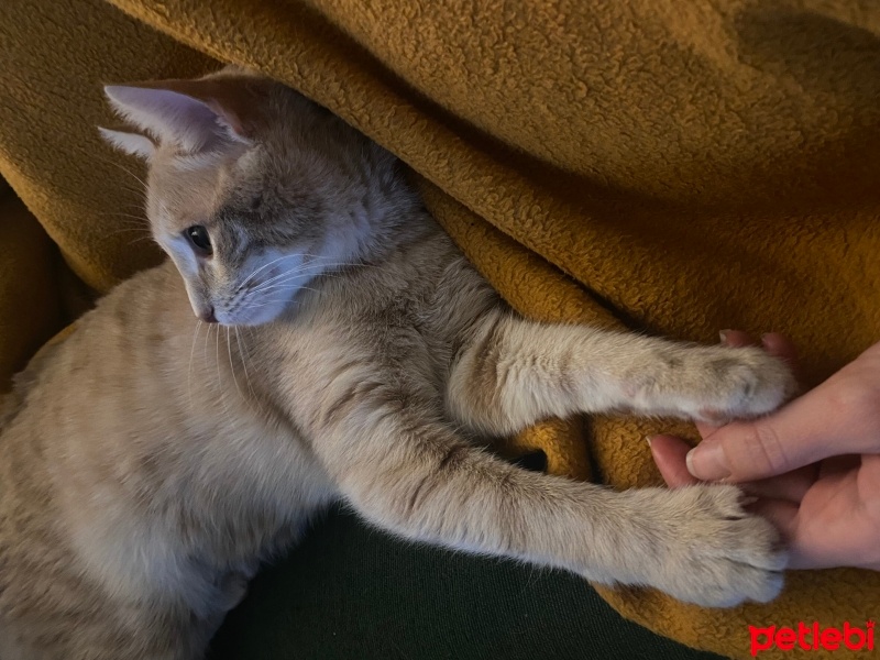 Sarman, Kedi  Luna fotoğrafı
