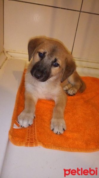 Sokö (Sokak Köpeği), Köpek  PONÇUK fotoğrafı
