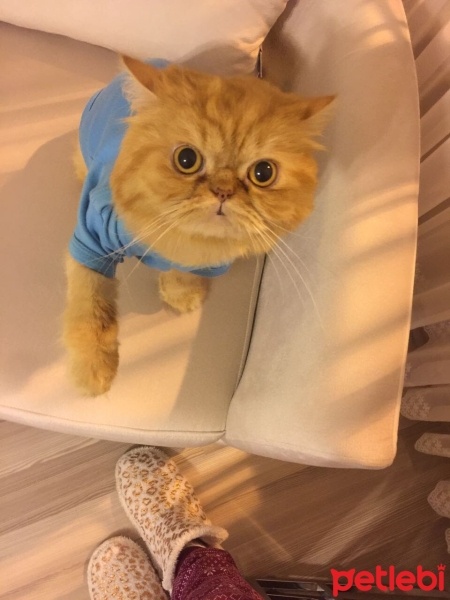 Chinchilla, Kedi  Limon fotoğrafı
