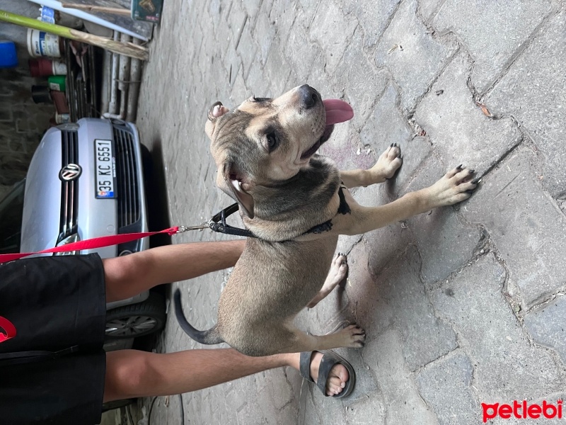 Cane Corso Italiano, Köpek  Zeus ve hera fotoğrafı