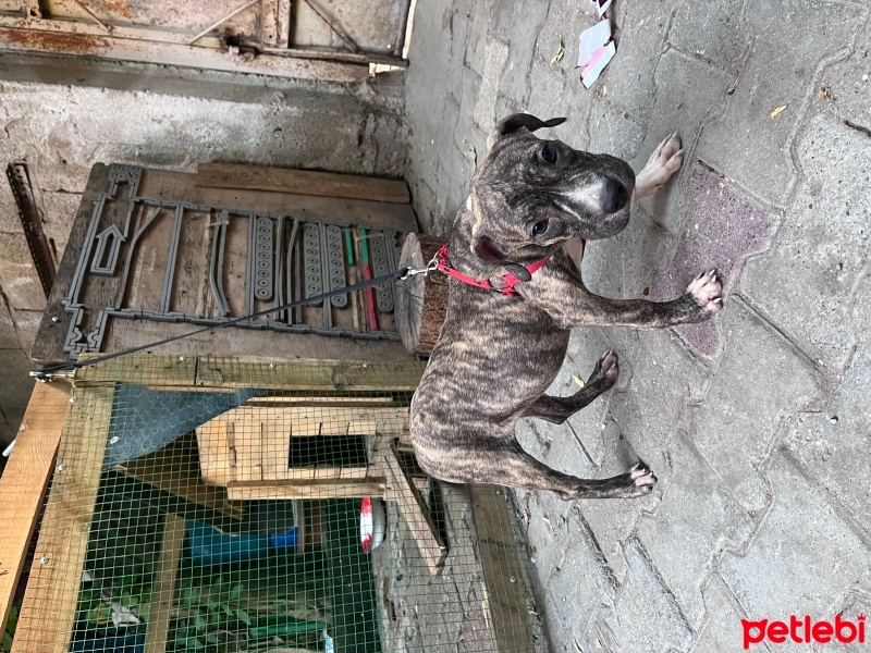Cane Corso Italiano, Köpek  Zeus ve hera fotoğrafı