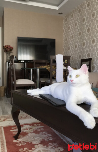 Ankara Kedisi, Kedi  Paşa fotoğrafı