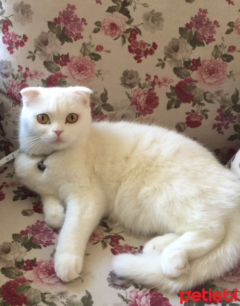 Scottish Fold, Kedi  Mia fotoğrafı