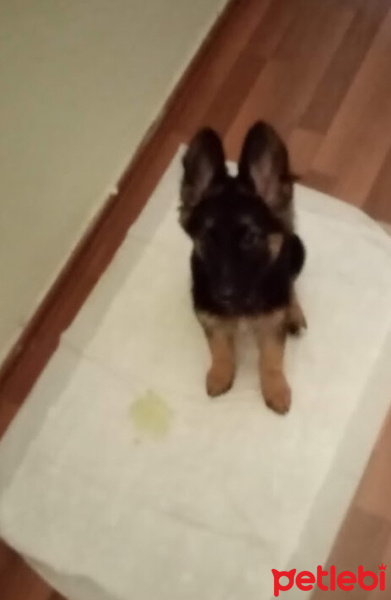 Alman Çoban Köpeği, Köpek  Pavlov fotoğrafı