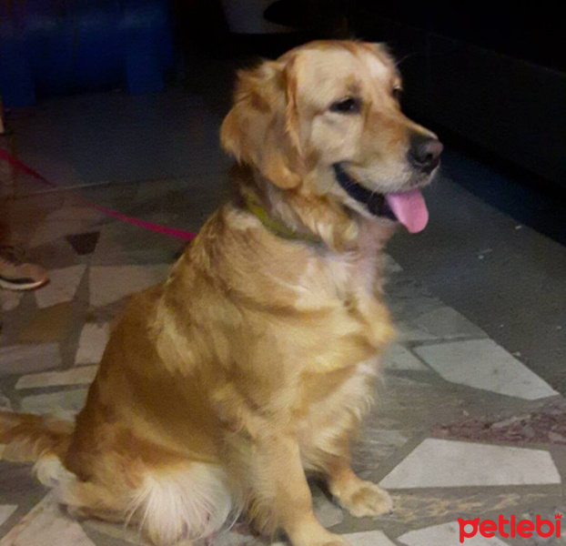 Golden Retriever, Köpek  Hera fotoğrafı