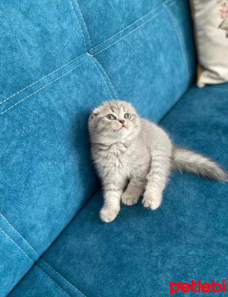 Scottish Fold, Kedi  Sütlaç fotoğrafı