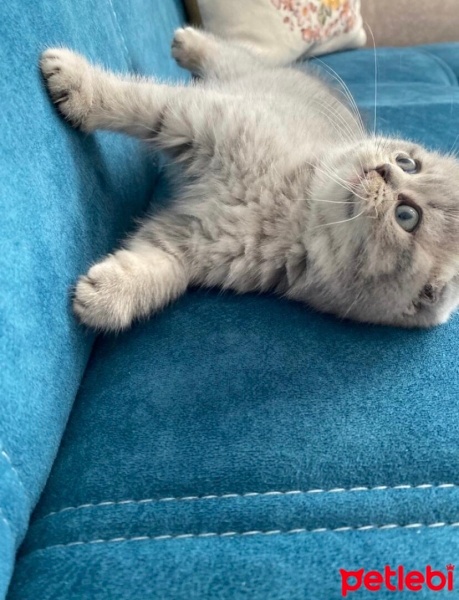 Scottish Fold, Kedi  Sütlaç fotoğrafı