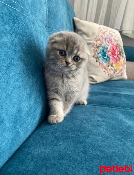 Scottish Fold, Kedi  Sütlaç fotoğrafı