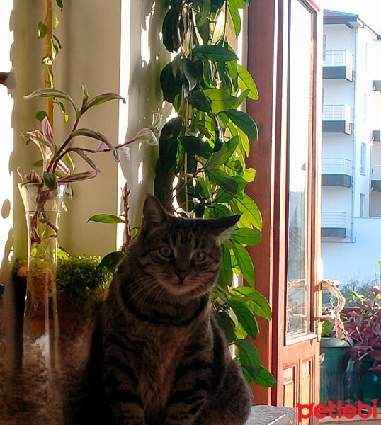 Tekir Kedi, Kedi  Zeytin fotoğrafı