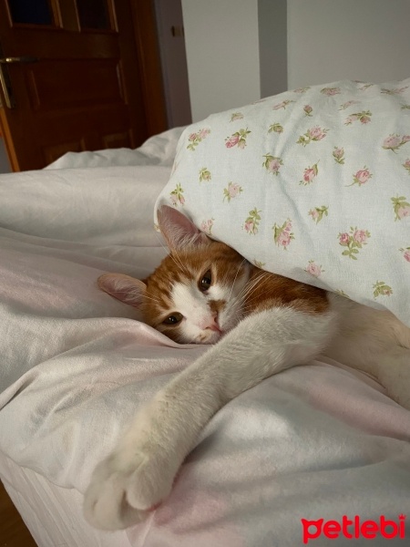 Tekir Kedi, Kedi  Tarçın fotoğrafı