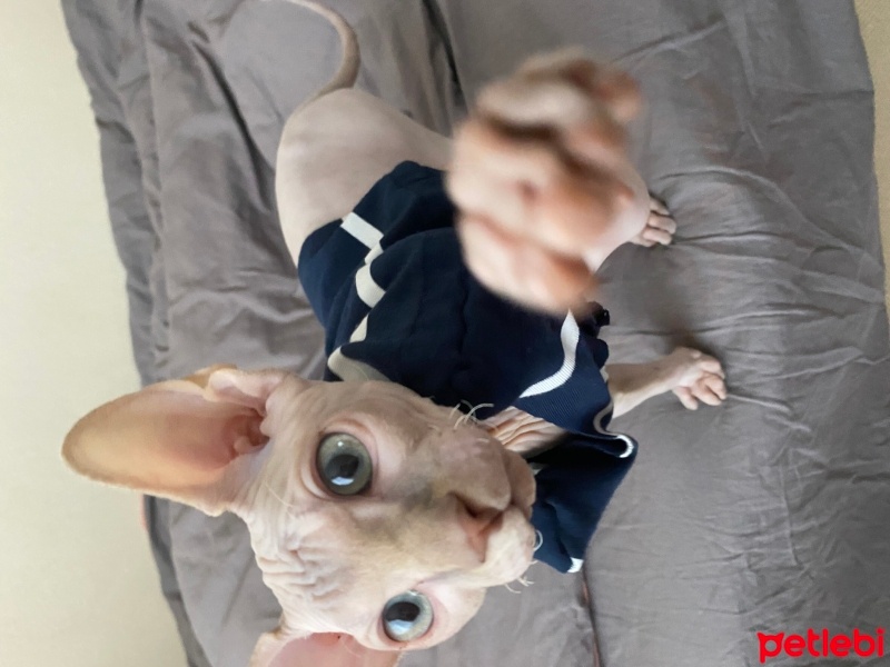Sphynx, Kedi  Dobby fotoğrafı