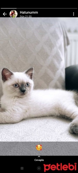 British Shorthair, Kedi  Behlül fotoğrafı