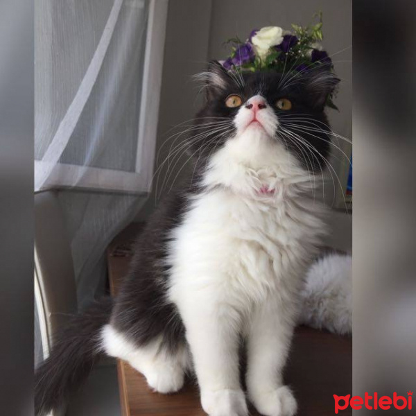 İran Kedisi (Persian), Kedi  Vişne fotoğrafı