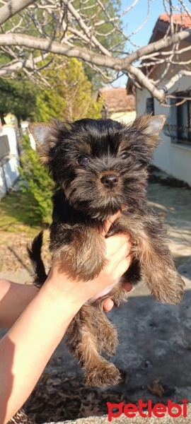 Yorkshire Terrier, Köpek  Baby fotoğrafı