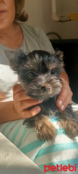 Yorkshire Terrier, Köpek  Baby fotoğrafı