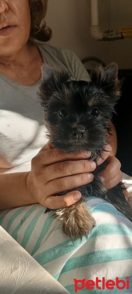 Yorkshire Terrier, Köpek  Baby fotoğrafı
