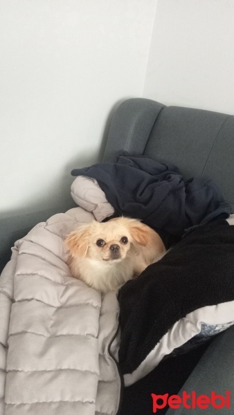 Pekingese, Köpek  Bella fotoğrafı