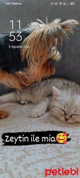 British Shorthair, Kedi  Mia fotoğrafı