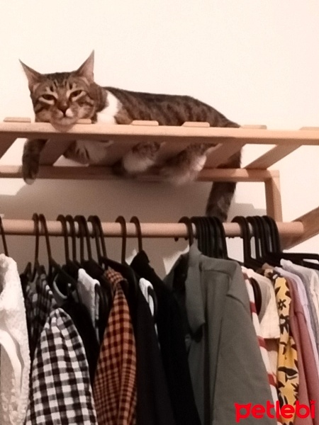 Tekir Kedi, Kedi  Bıdık Münire fotoğrafı