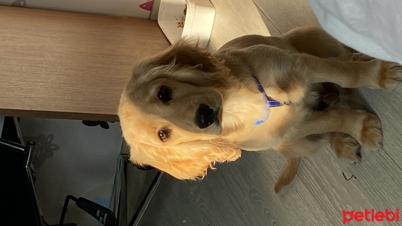 Amerikan Cocker Spaniel, Köpek  Eros fotoğrafı